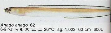 Anago anago
